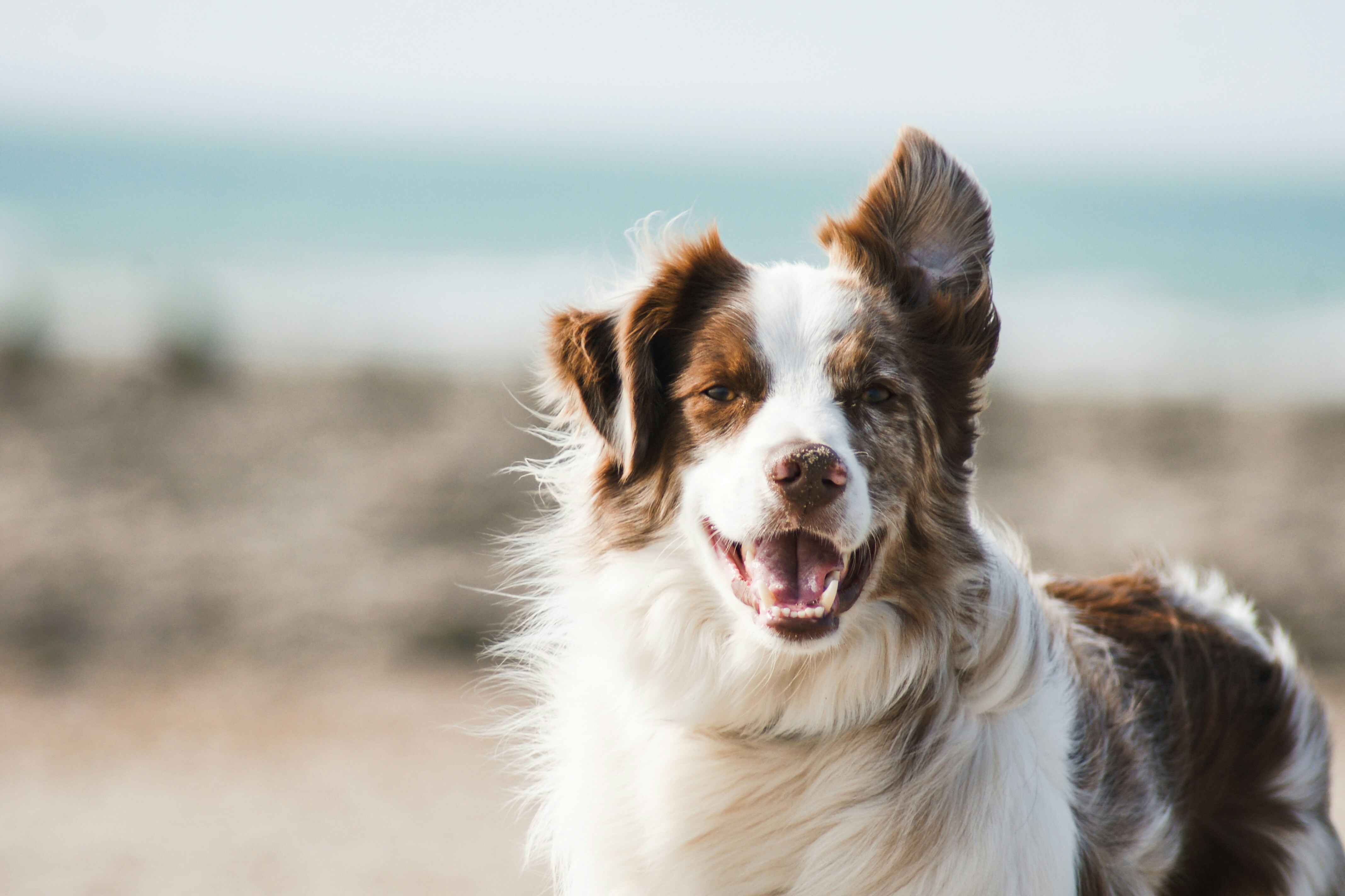 愛犬のケアをする様子
